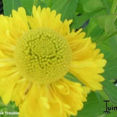 Zonnekruid - Helenium 'Double Trouble'