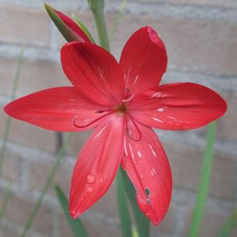 Hesperantha coccinea 'Major'