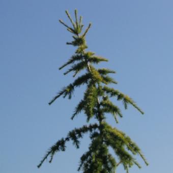 Cedrus deodara 'Aurea'