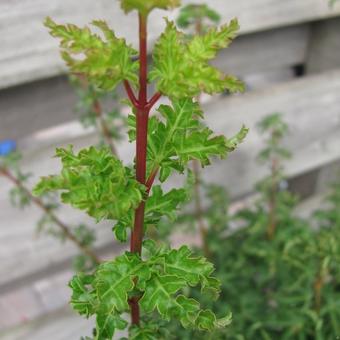 Acer palmatum 'Shishigashira'