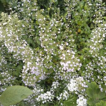 Calamintha sylvatica 'Menthe'