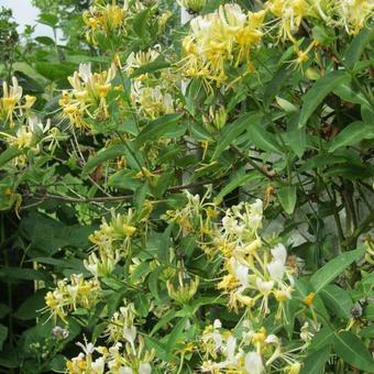 Lonicera periclymenum