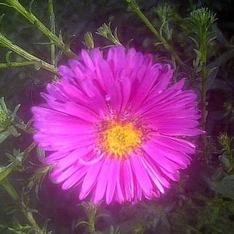 Aster dumosus 'Jenny'