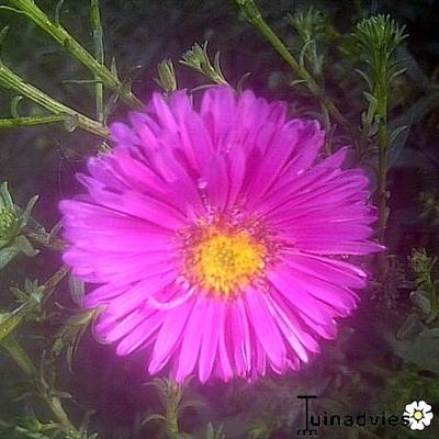 Herfstaster - Aster dumosus 'Jenny'