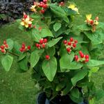 Hypericum x inodorum 'Rheingold' - Hertshooi, Sint-Janskruid