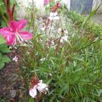 Gaura lindheimeri 'GAUDI Red' - Prachtkaars