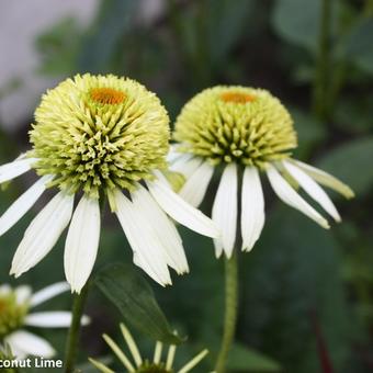 Echinacea purpurea 'Coconut Lime'