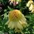 Echinacea purpurea 'Coupe Soleil'