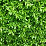 Buxus microphylla 'Herrenhausen' - Buxus, randpalm