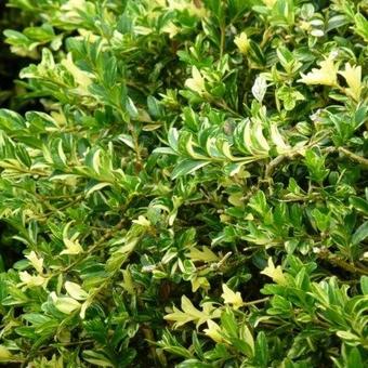 Buxus sempervirens 'Aurea-Pendula'