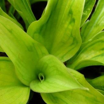 Hosta 'Tattoo'