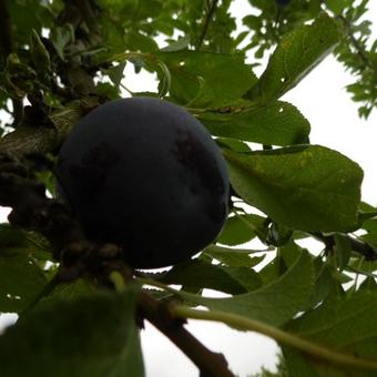 Prunus domestica 'Bleue de Belgique'