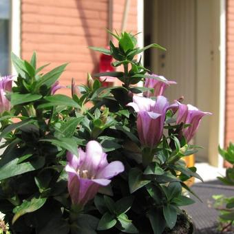 Gentiana cruciata x scabra 'Alpine Success Pink'