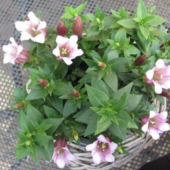 Gentiana cruciata x scabra 'Alpine Success Pink'