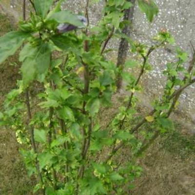 Althaeastruik - Hibiscus syriacus 'Hamabo'