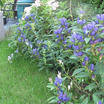 Gentiana makinoi 'Marsha'