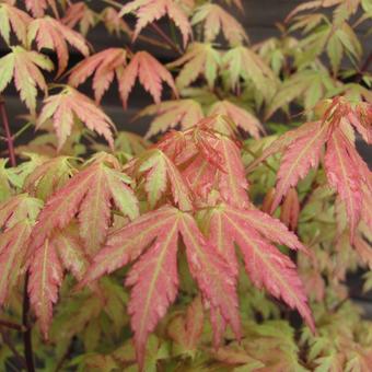 Acer palmatum 'Wilson's Pink Dwarf'