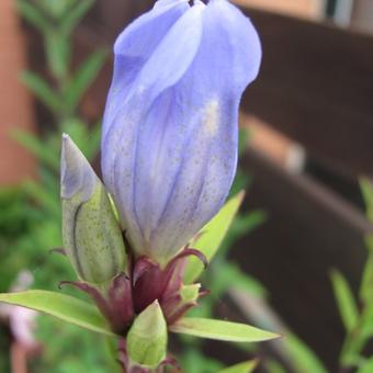 Gentiana makinoi 'Marsha'