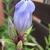 Gentiana makinoi 'Marsha'