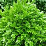 Buxus Sempervirens 'Haller' - Buxus