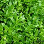 Buxus sempervirens 'Fiesta' - Buxus