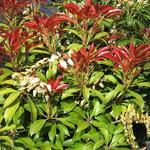 Pieris japonica 'Mountain Fire' - Rotsheide - Pieris japonica 'Mountain Fire'