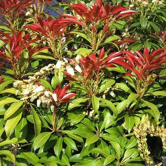 Pieris japonica 'Mountain Fire'