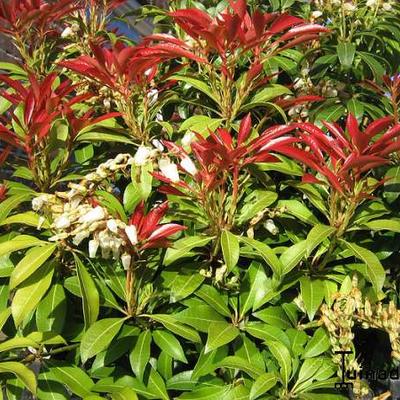 Pieris japonica 'Mountain Fire' - Rotsheide