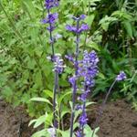 Salvia farinacea 'Victoria' - Meelsalie