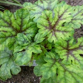 X Heucherella 'Tapestry'