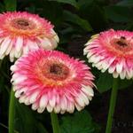 Gerbera jamesonii  'Flokaroo' - Patio Gerbera Karoo - Gerbera