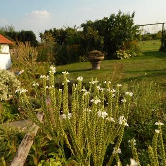 Verbena hastata 'Alba'