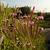 Verbena hastata 'Rosea'