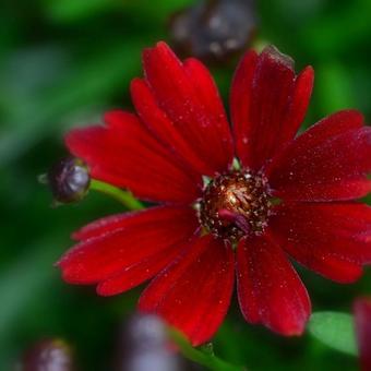 Coreopsis 'Limerock Ruby'