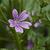 Malva sylvestris