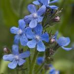 Anchusa azurea  - Ossetong - Anchusa azurea 