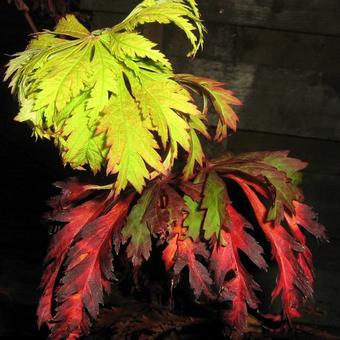 Acer japonicum 'Aconitifolium'