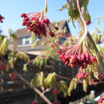 Acer japonicum 'Aconitifolium'