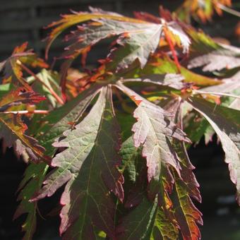 Acer japonicum 'Aconitifolium'