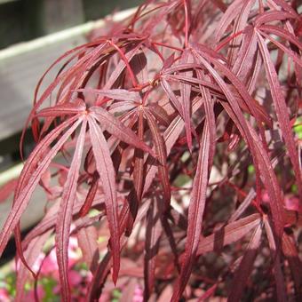 Acer palmatum 'Atrolineare'