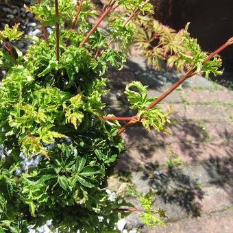 Acer palmatum 'Shishigashira'