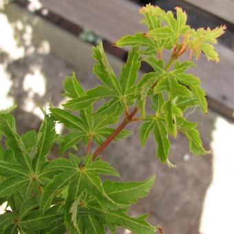 Acer palmatum 'Shishigashira'