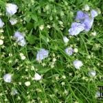 Campanula x haylodgensis 'Blue Bali' - Klokjesbloem