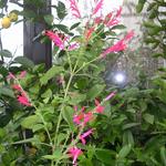 Salvia elegans - Ananassalie