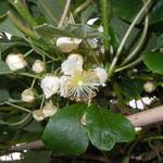 Actinidia deliciosa 'Atlas' - Kiwibes - mannelijk