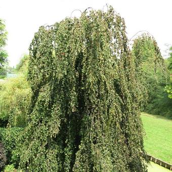 Fagus sylvatica 'Purpurea Pendula'