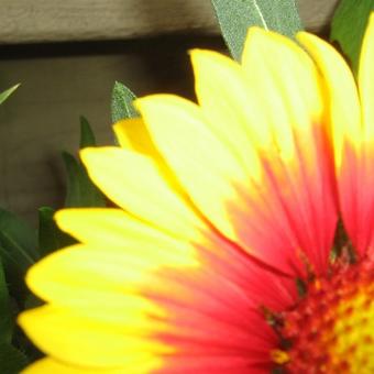 Gaillardia aristata 'SUNBURST Yellow With Red'