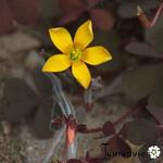 Oxalis corniculata - Gehoornde klaverzuring