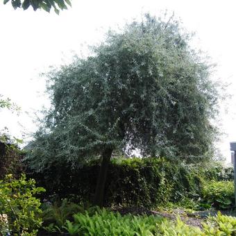 Pyrus salicifolia 'Pendula'