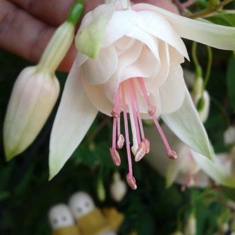 Fuchsia 'Alyce Larson'